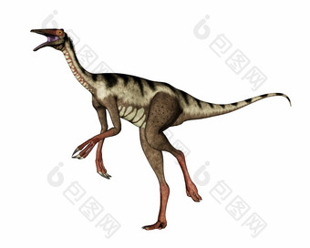 派利卡尼穆斯恐龙走和咆哮的孤立的白色背景渲染派利卡尼穆斯恐龙走和咆哮的渲染
