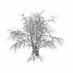 冬天树覆盖与雪孤立的白色背景渲染冬天树覆盖与雪渲染