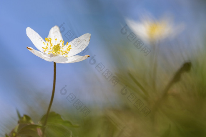 关闭白色海葵银莲花春天关闭白色海葵银莲花