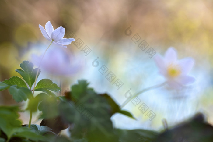 关闭白色海葵银莲花春天关闭白色海葵银莲花