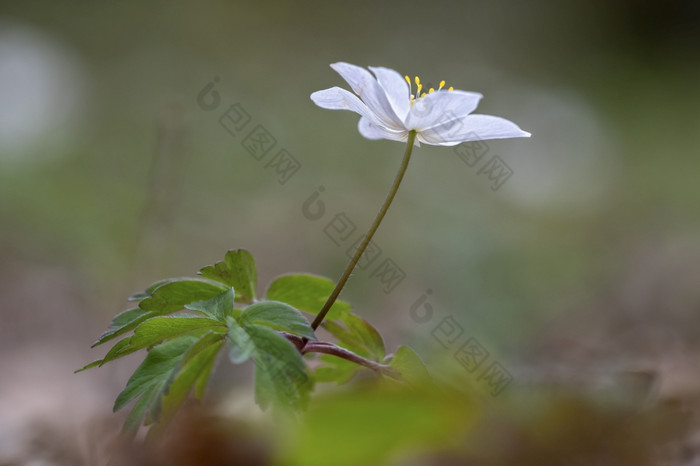 关闭白色海葵银莲花春天关闭白色海葵银莲花