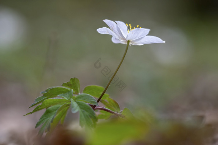 关闭海葵银莲花春天关闭海葵银莲花图片