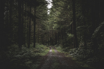 弯曲的狭窄的泥泞的路黑暗森林包围绿色植物和小光未来从以上弯曲的狭窄的泥泞的路黑暗森林包围绿色植物和小光未来从以上