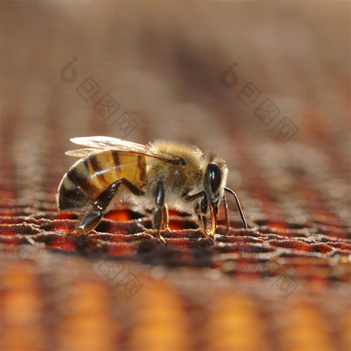 蜂蜜蜜蜂工作细胞