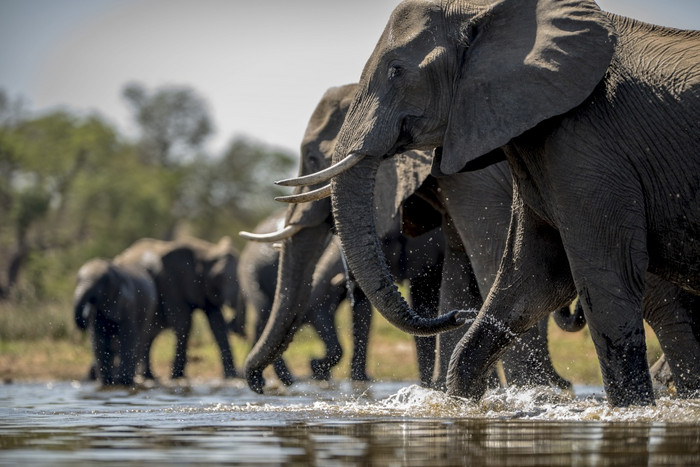 美丽的拍摄大象喝水美丽的拍摄大象喝水图片