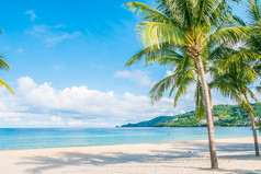 椰子棕榈树与美丽的热带海滩和海