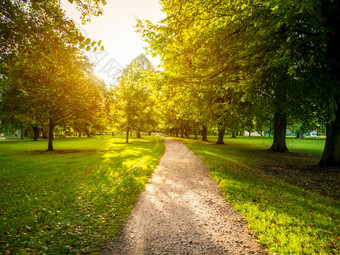 狭窄的路绿色长满草的场包围绿色树与的明亮的太阳的背景狭窄的路绿色长满草的场包围绿色树与的明亮的太阳的背景