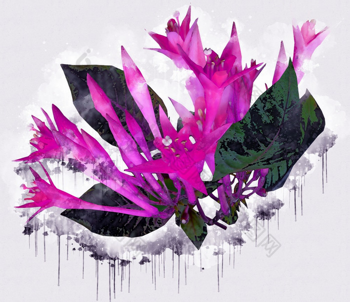 粉红色的紫色的兰花花白色美丽的豪华的花画水彩风格艺术李子开花花插图摘要帆布绘画完整的浪漫婚礼装饰