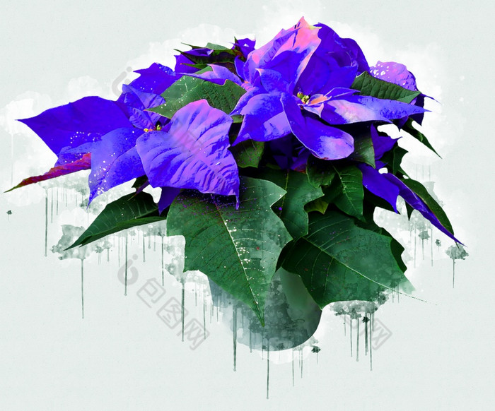 蓝色的紫罗兰色的紫色的虹膜花美丽的豪华的花画水彩风格艺术李子开花花插图摘要帆布绘画完整的浪漫婚礼装饰