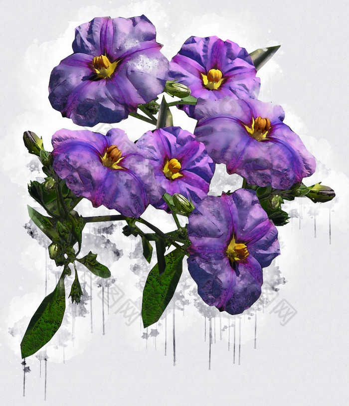 花束蓝色的紫色的虹膜美丽的豪华的花画水彩风格艺术李子开花花插图摘要帆布绘画完整的浪漫使用为婚礼装饰