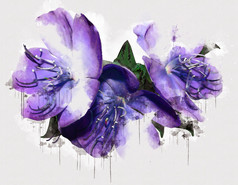 紫色的虹膜花水彩画美丽的豪华的花画水彩风格艺术李子开花花插图摘要帆布绘画完整的浪漫使用为婚礼装饰