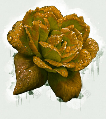 黄色的玫瑰花美丽的豪华的花画水彩风格艺术李子开花花插图摘要帆布绘画完整的浪漫使用为婚礼装饰
