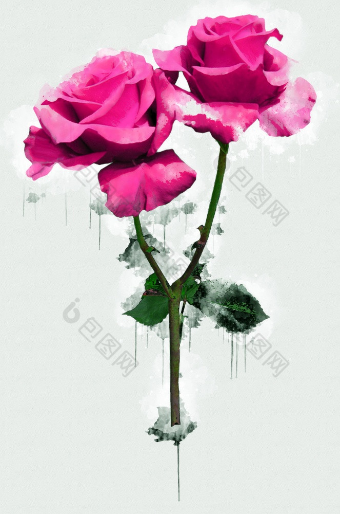粉红色的紫色的紫罗兰色的与绿色叶子玫瑰美丽的豪华的花画水彩风格艺术李子开花花插图摘要帆布绘画完整的浪漫使用为婚礼装饰