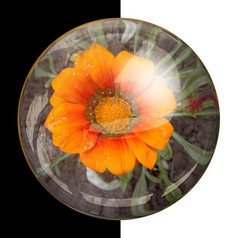 glossyround按钮与使铭记于心真正的色彩斑斓的花光滑的轮按钮与真正的花