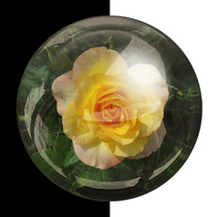 glossyround按钮与使铭记于心真正的色彩斑斓的花光滑的轮按钮与真正的花