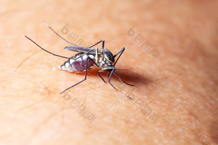 蚊子吸血人类皮肤季节蚊子流感和发热登革热