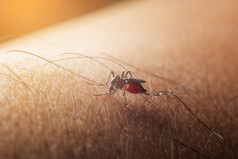 蚊子吸血人类皮肤季节蚊子流感和发热登革热