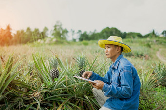 商人农民持有平板电脑为检查菠萝场聪明的农民概念使用技术互联网和信息fordecision