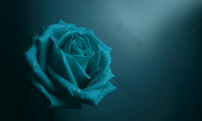 蓝色的玫瑰与滴花瓣花象征爱和情人节一天孤独的和悲伤感觉概念