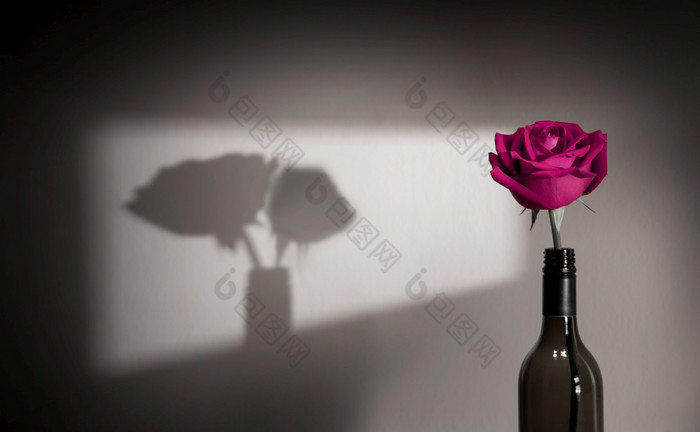 孤独的和悲伤感觉概念单粉红色的玫瑰花阴影影子的墙夫妇象征爱和情人节一天