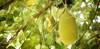 年轻的<strong>菠萝蜜</strong>杰克树热带<strong>水果</strong>和一般使用南和东南亚洲美食可以吃成熟的生