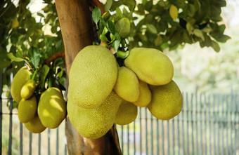年轻的菠萝蜜杰克树热带水果和一般使用南和<strong>东南亚</strong>洲<strong>美食</strong>可以吃成熟的生