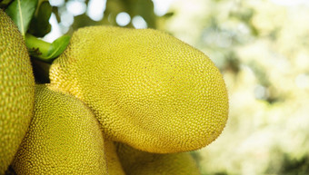 年轻的菠萝蜜杰克树热带水果和一般使用南和东南亚洲美食可以吃成熟的生