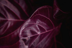 自然叶纹理背景特写镜头红色的小提琴无花果热带榕属植物天琴座叶表面前视图超现实主义的颜色