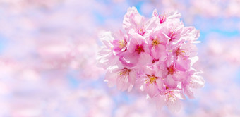 粉红色的樱桃开花<strong>日本樱花</strong>花是盛开的春天签名<strong>日本</strong>宽屏幕大小