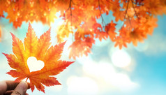 秋天和秋天季节概念特写镜头手持有枫木叶减少出心阳光明媚的一天低角拍摄与枫木树和天空
