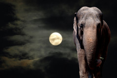 大象Walikng的晚上完整的月亮
