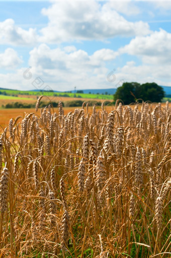 农村景观小麦收获农业场而且蓝色的天空