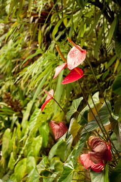 花烛属植物红色的火烈鸟花男孩花密集的热带雨森林