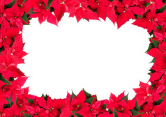 圣诞节框架花一品红大戟科pulcherrima白色背景