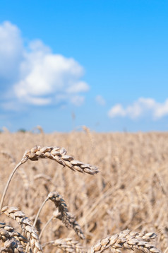 成熟耳朵黄色的小麦场下蓝色的天空