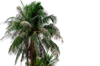 椰子树孤立的白色背景热带棕榈树攻击椰子只黑头毛毛虫椰子干燥由于opisina阿雷诺塞拉侵扰棕榈疾病的问题农民