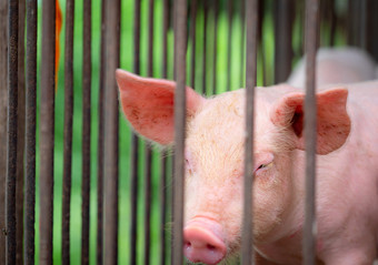 小猪农场小粉红色的小猪非洲猪发热和猪流感概念牲畜农业猪肉肉行业健康的和可爱的猪摊位精品哺乳动物动物猪繁殖脏乱的地方