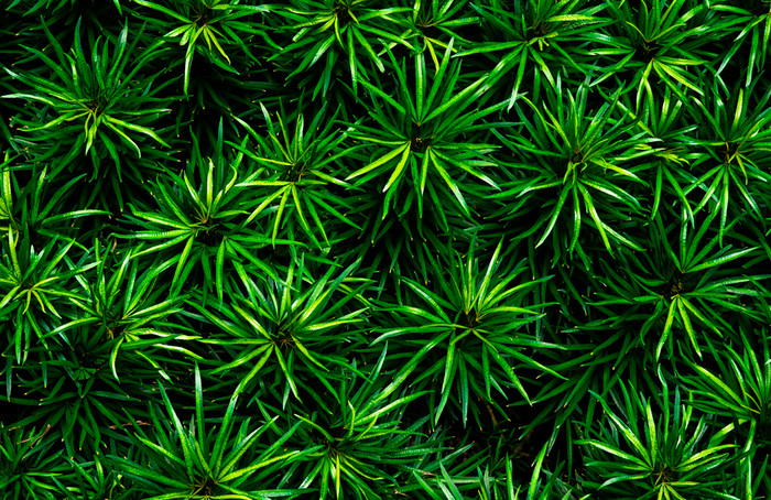 特写镜头绿色叶子纹理背景绿色叶子与美丽的模式丛林为有机概念自然植物热带花园自然背景小绿色叶布什背景