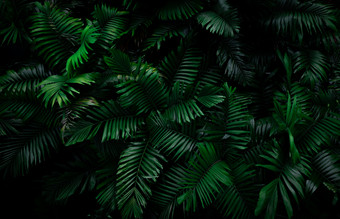 蕨类植物叶子黑暗背景丛林密集的黑暗绿色蕨类植物叶子花园晚上自然摘要背景蕨类植物<strong>热带</strong>森林异国情调的植物美丽的黑暗绿色蕨类植物叶纹理