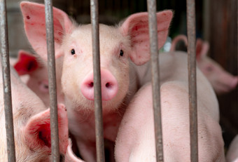 可爱的小猪农场快乐和健康的小猪牲畜农业肉行业动物肉市场非洲猪发热和猪流感概念猪繁殖哺乳动物动物粉红色的小猪脏乱的地方