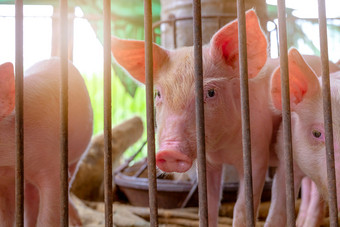 可爱的小猪<strong>农场</strong>伤心和健康的小猪牲畜农业肉行业动物肉<strong>市场</strong>非洲猪发热和猪流感概念猪繁殖哺乳动物动物粉红色的小猪脏乱的地方