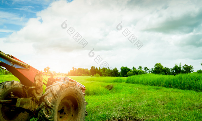 轮犁轮犁停绿色大米帕迪场农业机械行人控制拖拉机大米种植园大米农场亚洲大米日益增长的农业自然农田