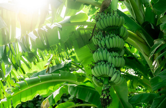 香蕉树与群生绿色香蕉和香蕉绿色叶子培养香蕉种植园热带水果农场Herbal医学为治疗腹泻和胃炎农业有机食物