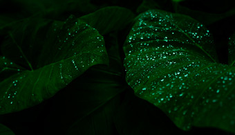 绿色叶与雨下降丛林水下降叶子绿色叶纹理背景与最小的模式绿色叶子热带森林黑暗背景绿色植物壁纸植物花园