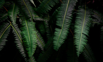 蕨类植物叶子黑暗背景丛林密集的黑暗绿色蕨类植物叶子花园晚上自然摘要背景蕨类植物热带森林异国情调的植物美丽的黑暗绿色蕨类植物叶纹理