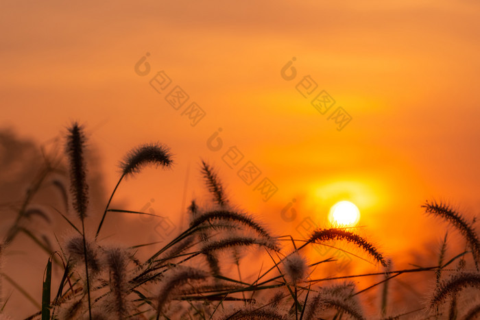 草花的早....日出与金阳光花场农村橙色草地背景野生草地草花与早....阳光开始新一天新生活概念