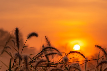 草花的早....日出与金<strong>阳光</strong>花场农村橙色草地背景野生草地草花与早....<strong>阳光</strong>开始新一天新生活概念