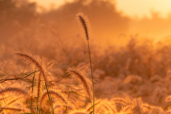 草花的早....日出与美丽的金阳光花场农村橙色草地背景野生草地草花与早....阳光背景为开始新生活