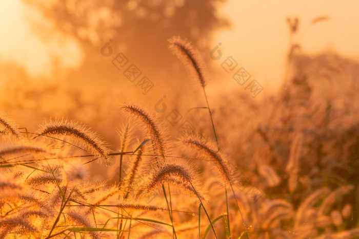 草花的早....日出与金阳光花场农村橙色草地背景野生草地草花与早....阳光开始新一天新生活概念