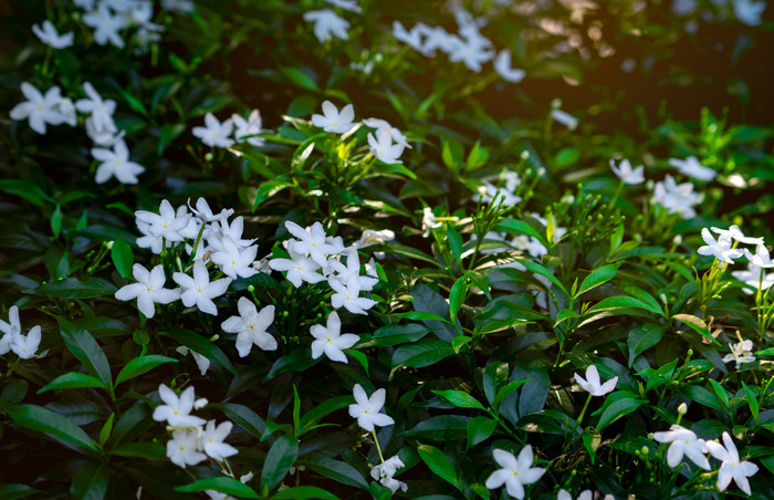 栀子花角茉莉花栀子花jasminoides白色花与绿色叶子的早....与阳光新鲜的环境白色花花园花园设计和维护背景概念